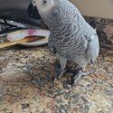 Silly - tame African Grey Talking Parrots-1