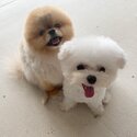 Amazing Healthy Purebred Pomeranian and Maltese Pups Available -1