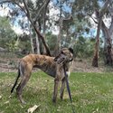 Greyhound free to good home-1