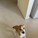 4 month old Male Jack Russell-4