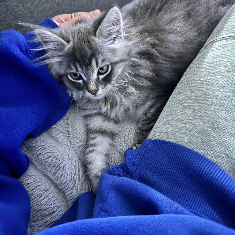 Ragdoll cross domestic short hair kitten for sale 