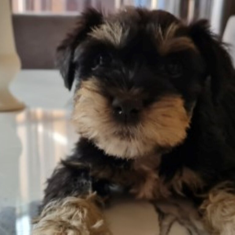 FOXIESCHNAUZER PUPS MINI