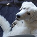 Maremma sheepdog puppy for sale-1