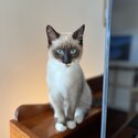 Adorable Birman Kitten-2