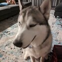 Siberian Husky-0