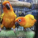 Hand raised sun conure parots -5