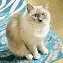 I am selling my 2 year old Ragdoll (Blue) Male.-0