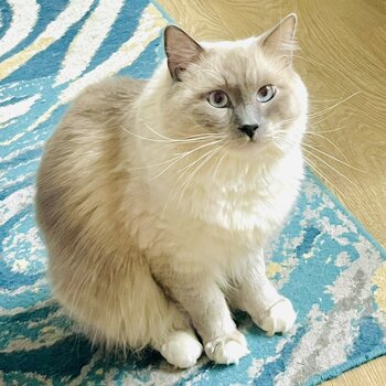 I am selling my 2 year old Ragdoll (Blue) Male.