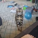 Bengal Cat-0