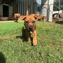 Rednose x mastiff puppies-2