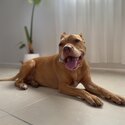 Affectionate loving staffy for loving family -2