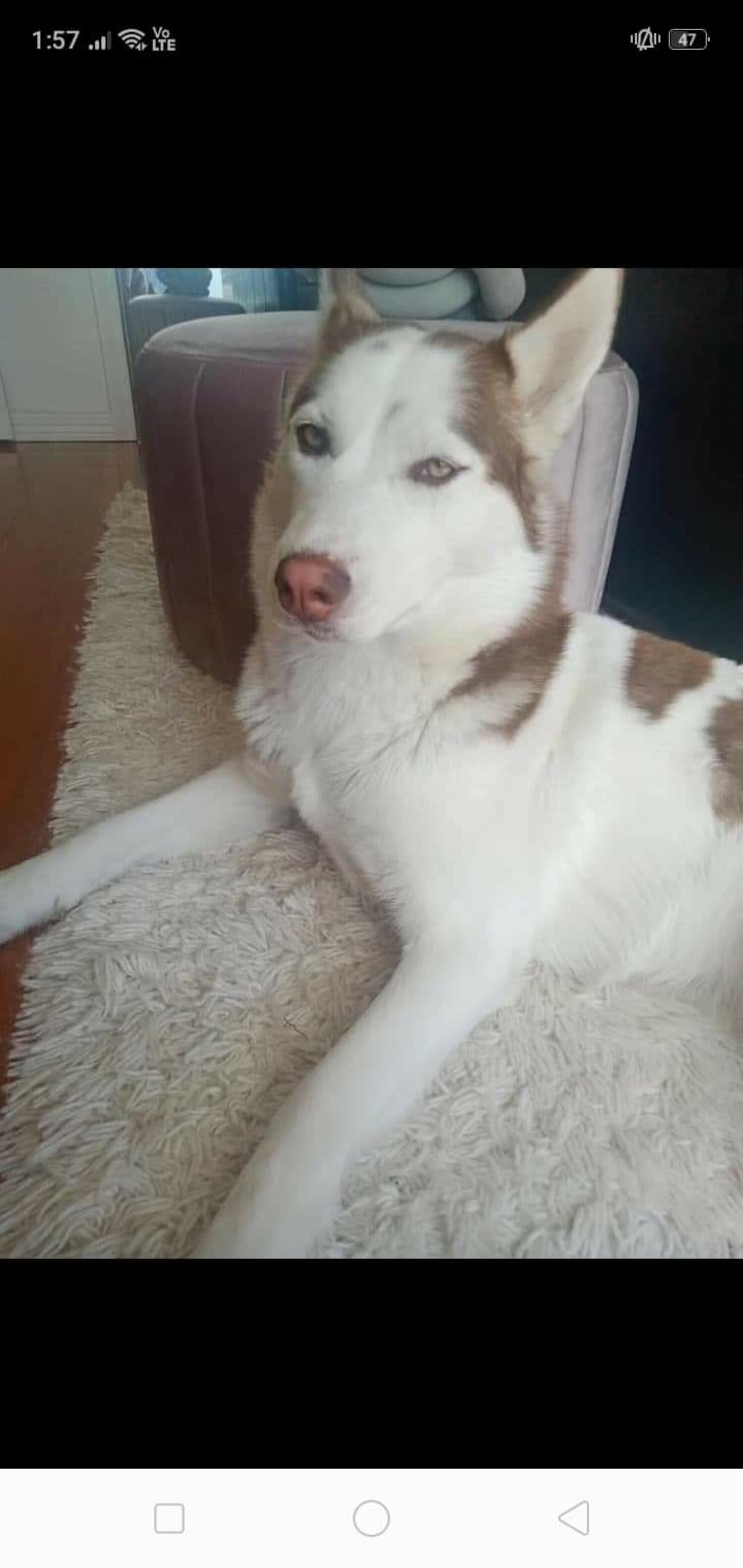 Female husky