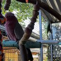 Alexandrine Parrot (6 yrs) and Pink and Grey Galah (30 yrs) To Good Home-0