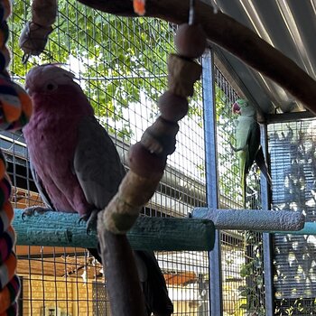 Alexandrine Parrot (6 yrs) and Pink and Grey Galah (30 yrs) To Good Home