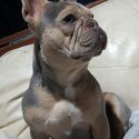 Stunning Pure-bred Lilac &amp; Tan French Bulldog -1