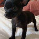 CHIHUAHUA PUREBRED APPLE HEAD PUPPY-FEMALE-SANCTUARY POINT 2540-1