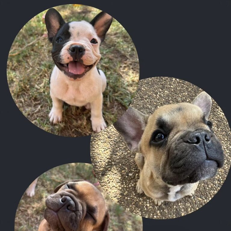 3 gorgeous frenchie babies with pedigree parents