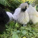 Silkie Rooster- Pippin-5