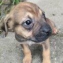 8 week old staffy puppies-3