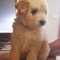 Bordoodle Boys - Ready Now - $2000-0