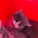 2 Beautiful kittens looking for forever home-1