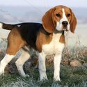 8 month old beagle boy -1