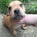 8 week old staffy puppies-1