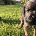 Border Terrier Pups -3