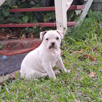 Purebred American Bulldog