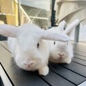 2 x white mini lops  DESEXED-2