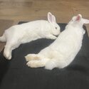 2 x white mini lops  DESEXED-3