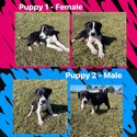 Border Collie x Cattle Puppies-1