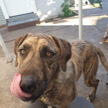 Irish wolfhound Cross - Odie 