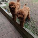 Poodle Standard looking for new home-2