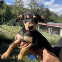 Australian kelpie cross border collie -4