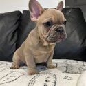 Puppies and Adult Trained French Bulldog  males and female -0