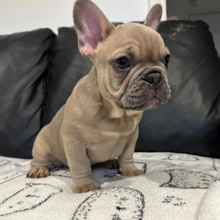 Puppies and Adult Trained French Bulldog  males and female 