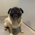 7 year old Male pug for sale -0