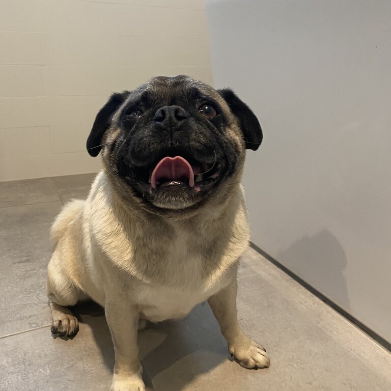 7 year old Male pug for sale 