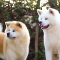 Japanese Shiba Inu Puppies  male and female white and brown -4