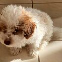 Toy Poodles v Maltese Shire tzu 3 month year old Puppies -2