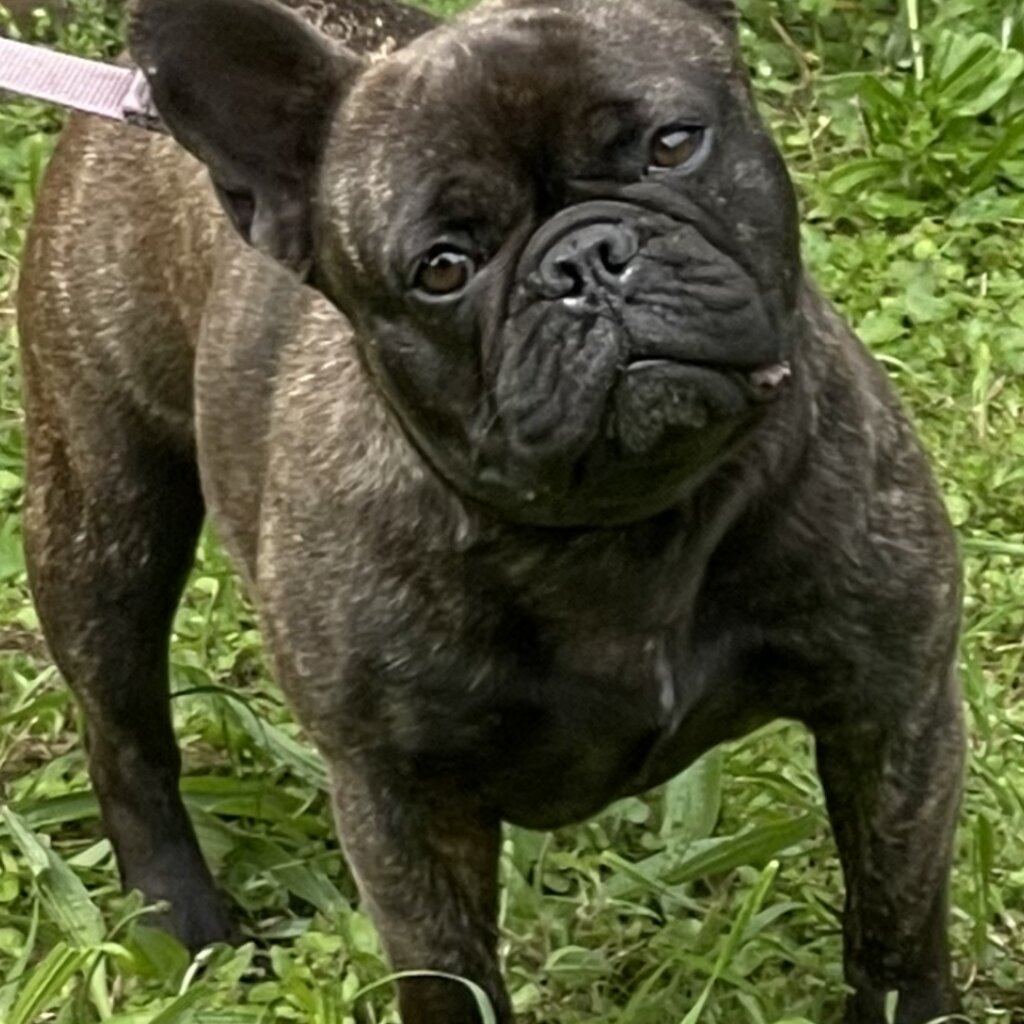 Female French Bulldog Purebred 20 Months