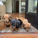 Purebred mini dachshunds-5