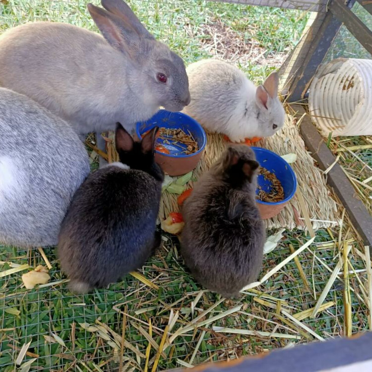 4 Baby Rabbits for sale.