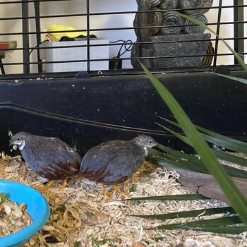 2 x Male King Quails 