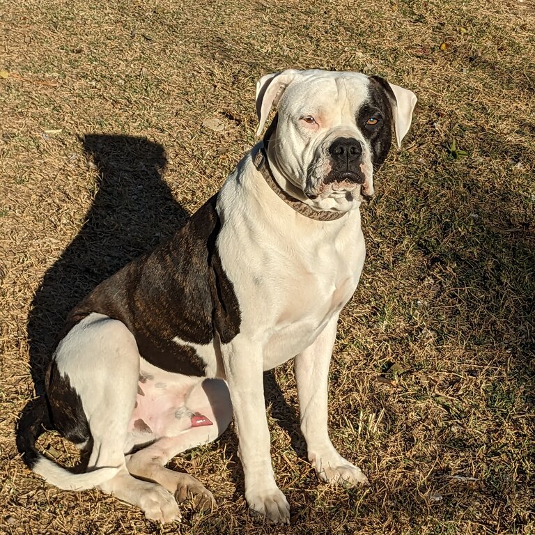 American bulldog 