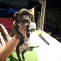 AMERICAN BLUE STAFFY PUPPIES FOR SALE-3