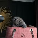 Lovely Scottish Fold kittens For Sale-0