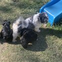 Maltese x Shih Tzu Female Puppy-5