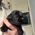 Purebred Miniature schnauzers puppies for sale-1